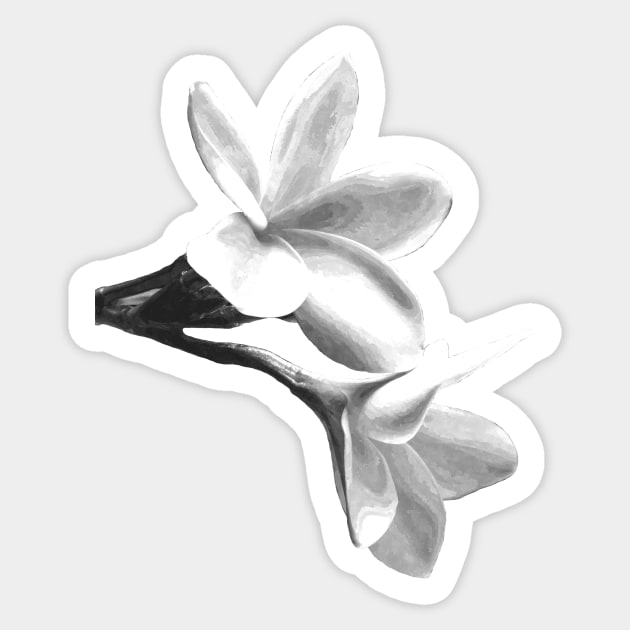 White Flowers Black Background Flowers Sticker TeePublic